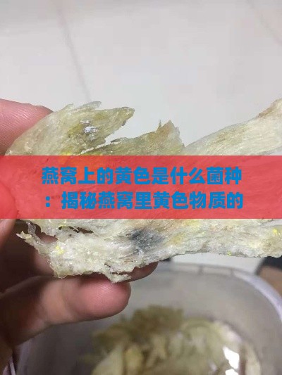 燕窝上的黄色是什么菌种：揭秘燕窝里黄色物质的真相