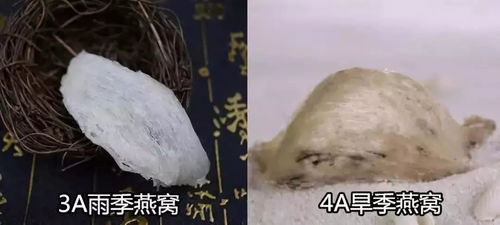 燕窝盏推荐：挑选舒适度高的优质燕窝盏指南