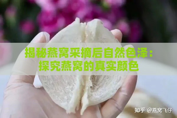 揭秘燕窝采摘后自然色泽：探究燕窝的真实颜色