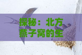 探秘：北方燕子窝的生态奥秘与南方燕窝的珍稀价值