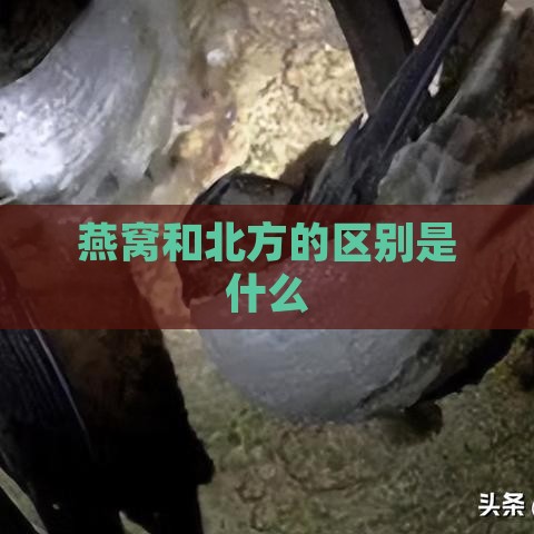 燕窝和北方的区别是什么