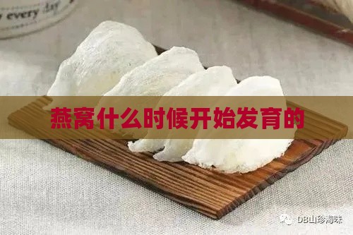 燕窝什么时候开始发育的