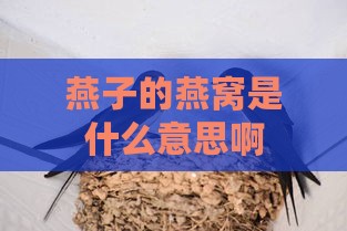 燕子的燕窝是什么意思啊英语：燕子巢穴的含义及英文表达