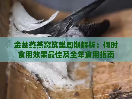 金丝燕燕窝筑巢周期解析：何时食用效果更佳及全年食用指南