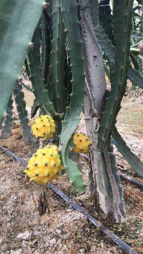 燕窝果的种子长什么样子：种植方法与果实形态详解