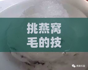 挑燕窝毛的技巧是什么呢：详解燕窝去毛的正确方法与注意事项