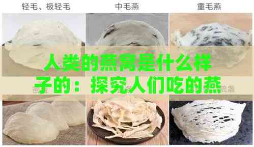 人类的燕窝是什么样子的：探究人们吃的燕窝原料与制作