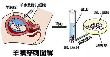 燕窝清洗后应有的外观特征与判断标准详解