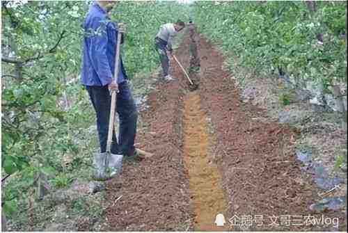 雨季燕窝的采摘期是什么时候开始及结束