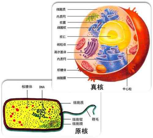 燕窝什么时候开始流行：起源与盛行时间探析