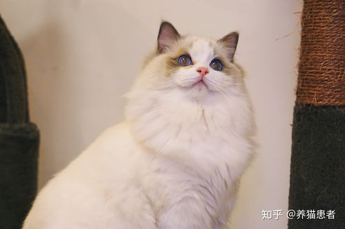 燕窝里的猫舍叫什么名称