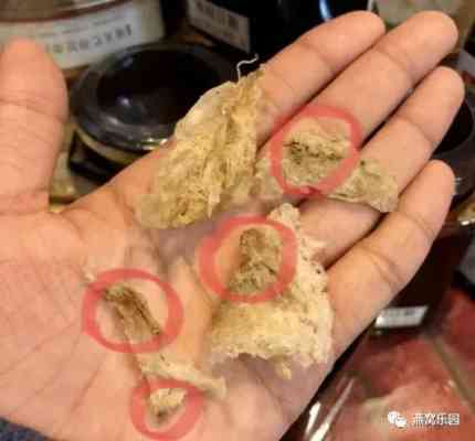 燕窝里的白色是什么菌群