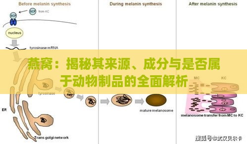 燕窝：揭秘其来源、成分与是否属于动物制品的全面解析