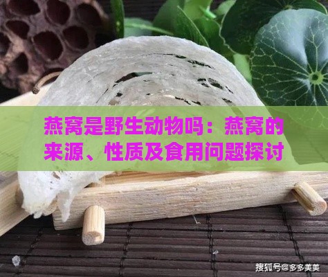 燕窝是野生动物吗：燕窝的来源、性质及食用问题探讨