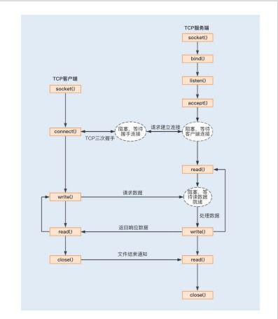 揭秘燕窝护肤成分：深入了解其功效与作用原理