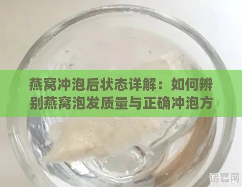 燕窝冲泡后状态详解：如何辨别燕窝泡发质量与正确冲泡方法