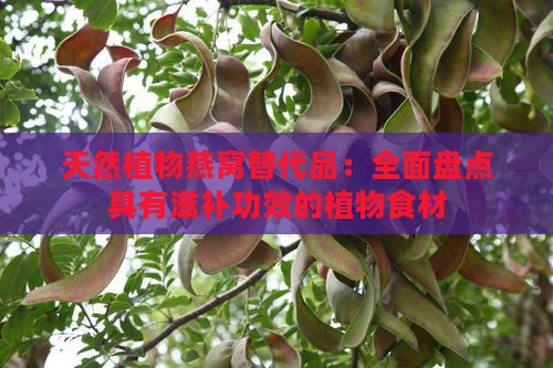 天然植物燕窝替代品：全面盘点具有滋补功效的植物食材