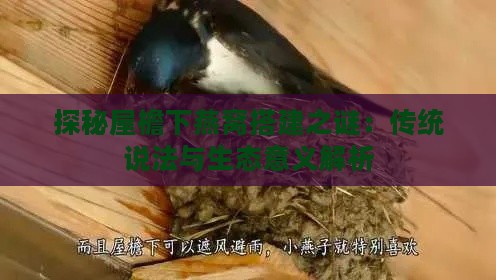 探秘屋檐下燕窝搭建之谜：传统说法与生态意义解析