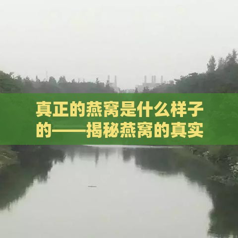 真正的燕窝是什么样子的——揭秘燕窝的真实面貌与特征