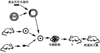 儿童食用燕窝的利弊分析及正确食用方法探讨