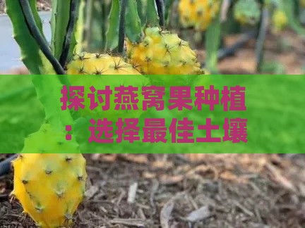 探讨燕窝果种植：选择更佳土壤类型以提升成活率与生长效果