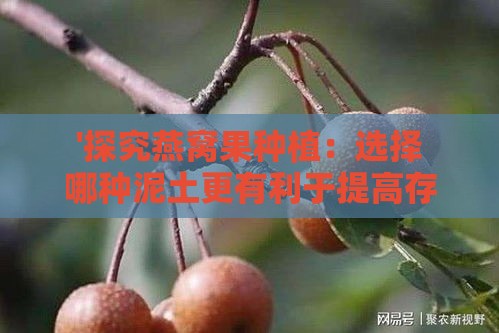 '探究燕窝果种植：选择哪种泥土更有利于提高存活率'