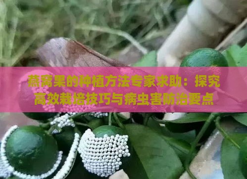 燕窝果的种植方法专家求助：探究高效栽培技巧与病虫害防治要点