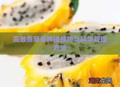 高效燕窝果种植技巧与科学管理方法