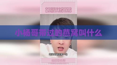 小杨哥带过的燕窝叫什么