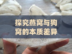 探究燕窝与狗窝的本质差异及营养价值对比