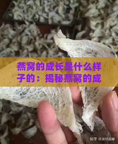 燕窝的成长是什么样子的：揭秘燕窝的成长全过程