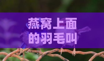 燕窝上面的羽毛叫什么鸟来着：揭秘燕窝与燕子的秘密