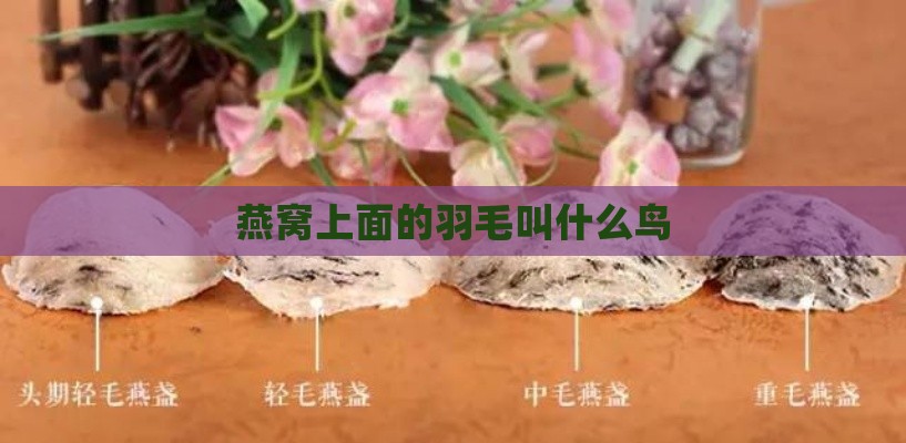 燕窝上面的羽毛叫什么鸟