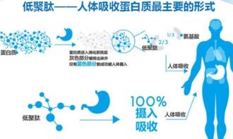 揭秘燕窝核心成分：全面解析其营养价值与功效