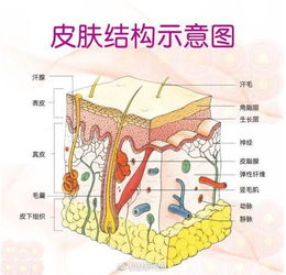 燕窝的成分：组成、功效及详细成分表解析