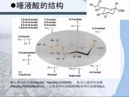 燕窝酸的靶向作用是什么：功效、副作用及主要作用解析