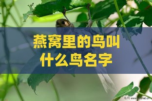 燕窝里的鸟叫什么鸟名字