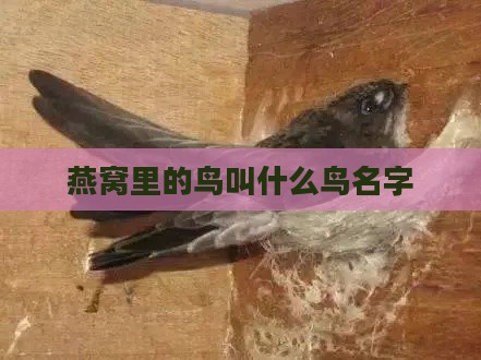 燕窝里的鸟叫什么鸟名字