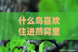 什么鸟喜欢住进燕窝里面呢：揭秘燕窝中的神秘居住者