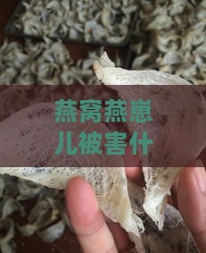 燕窝燕崽儿被害什么预兆：揭秘燕窝产业黑幕与生态危机