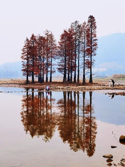 揭秘燕窝村：千年古水杉树传奇之称揭秘