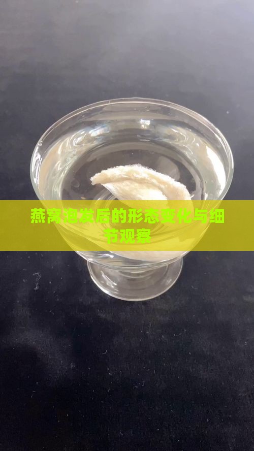 燕窝泡发后的形态变化与细节观察