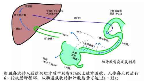 深度解析：燕窝酸的营养价值与对人体健康的全面益处