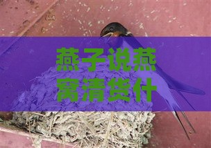 燕子说燕窝清货什么意思