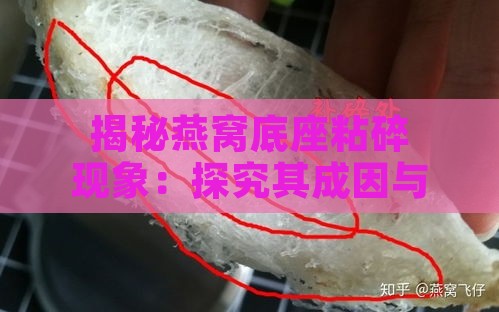 揭秘燕窝底座粘碎现象：探究其成因与影响