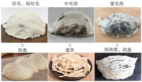 探寻真实燕窝：选购正宗燕窝的更佳地点与渠道