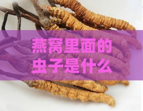 燕窝里面的虫子是什么虫