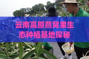 云南高原燕窝果生态种植基地探秘