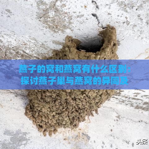 燕子的窝和燕窝有什么区别：探讨燕子巢与燕窝的异同及两种燕子窝的差异