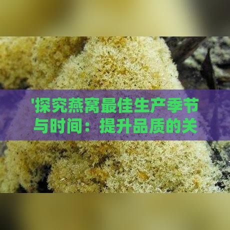 '探究燕窝更佳生产季节与时间：提升品质的关键因素'